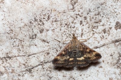 Pyrausta despicata (zavíječ stepní)