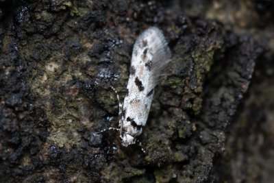 Stenolechiodes pseudogemmellus (-)