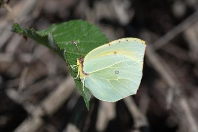 Gonepteryx cleopatra (žluťásek půvabný), GR, Aspiotades, Korfu