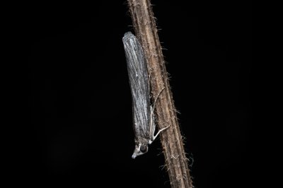 Epischnia prodromella (-)