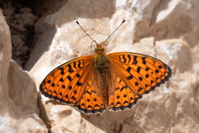 perleťovec maceškový