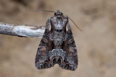 Lacanobia w-latinum (můra kručinková)