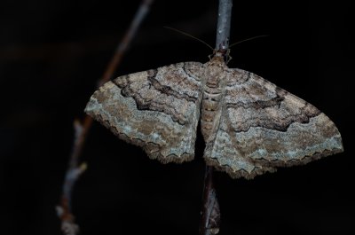 Hydria cervinalis (píďalka jarní)