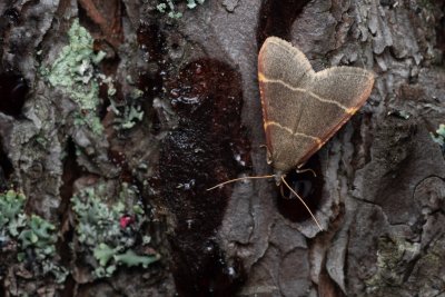 Hypsopygia glaucinalis (zavíječ žlutočárný)