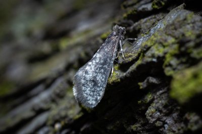Dahlica sp.
