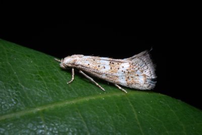 Elachista subocellea (-)