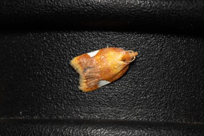 Acleris holmiana (obaleč hrušňový)