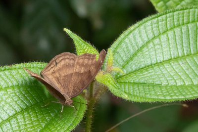 Junonia iphita (-)