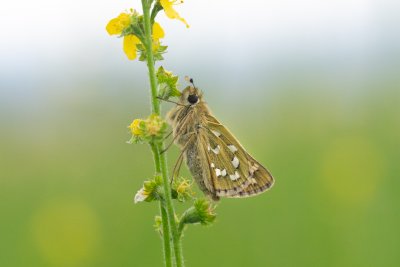 Hesperia comma (soumračník čárkovaný)