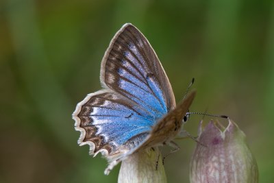 Polyommatus daphnis (modrásek hnědoskvrnný)