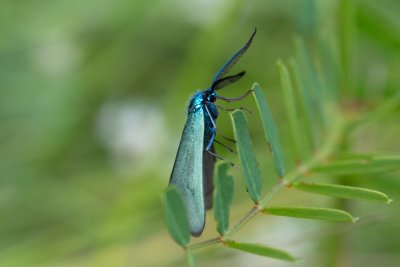 Jordanita sp.