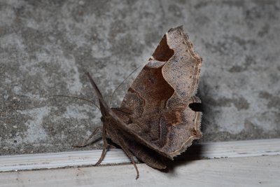 Zethes insularis (-)