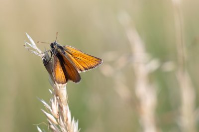 soumračník metlicový