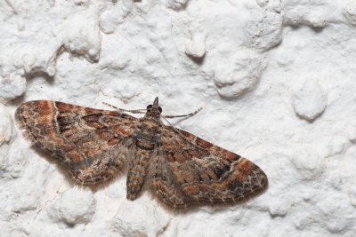 Gymnoscelis rufifasciata (píďalička zarudlá)