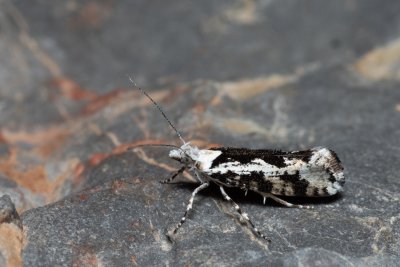 Ypsolopha sequella (člunkovec lesní)