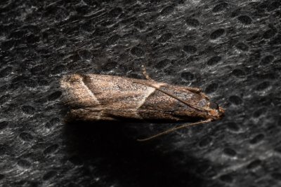 Nyctegretis lineana (-)