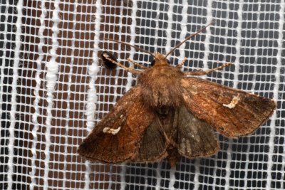 Phragmatiphila nexa (rákosnice ostřicová)