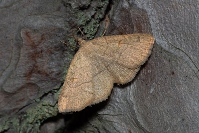 Paracolax tristalis (žlutavka hnědočárná)