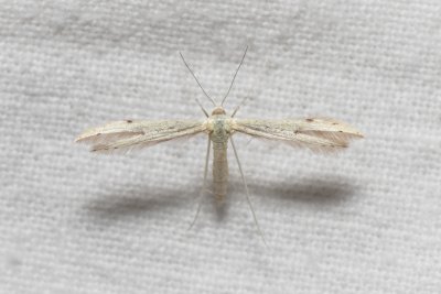 Porrittia galactodactyla (pernatuška lopuchová)