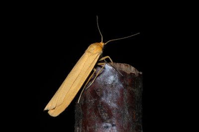 Eilema pygmaeola (lišejníkovec běločelný)
