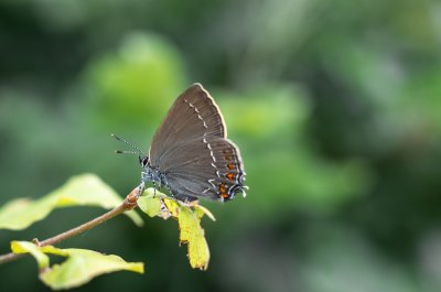 ostruháček česvinový