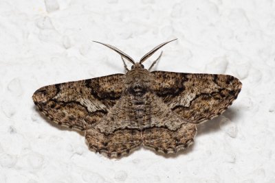 Synopsia sociaria (různorožec janovcový)