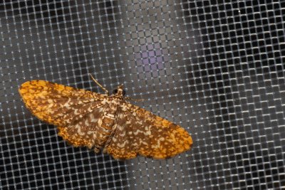Pomasia sp.