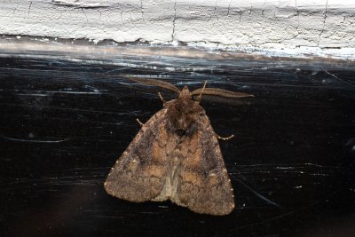 Charanyca ferruginea (blýskavka opencová)