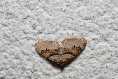 Xanthorhoe designata (píďalka dvouzubá)