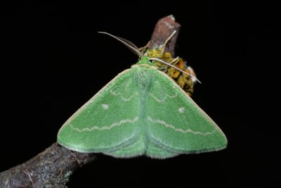 Thetidia smaragdaria (zelenopláštník řebříčkový)