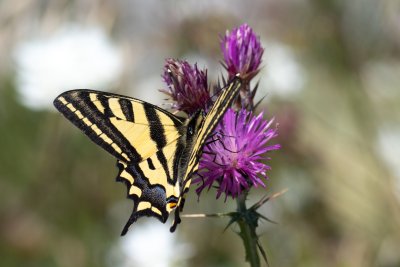 otakárek středomořský