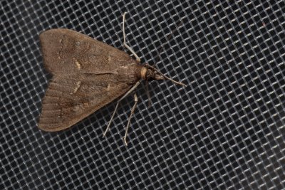 Mecyna asinalis (-)
