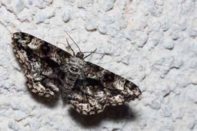 Peribatodes umbraria (různorožec nápadný)