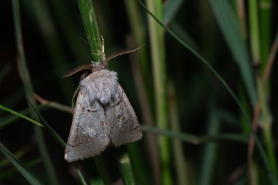Episema korsakovi (-)