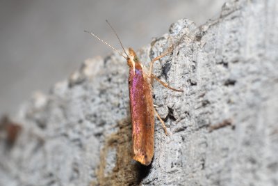 Ypsolopha parenthesella (člunkovec habrový)
