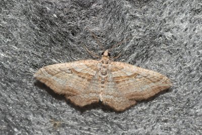 Costaconvexa polygrammata (píďalka pruhovaná)
