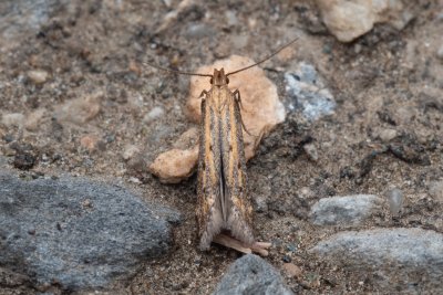 Metzneria paucipunctella (-)