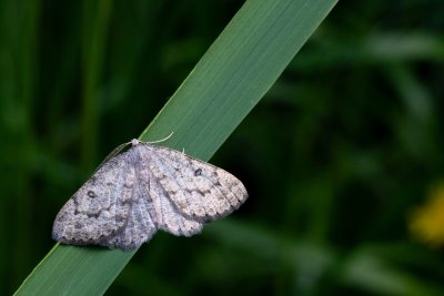 Elophos dilucidaria (šerokřídlec květelový)