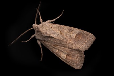 Ammoconia caecimacula (polnice šedá)
