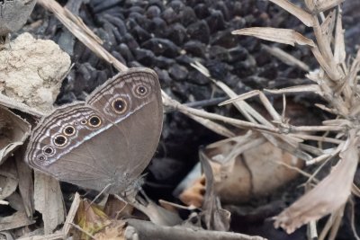Mycalesis sp.
