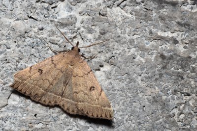 Zanclognatha zelleralis (žlutavka Zellerova)