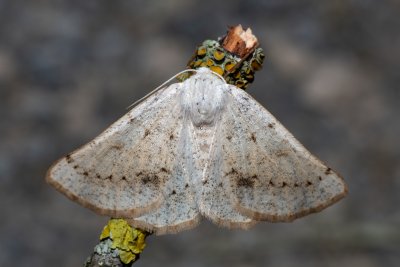 Dyscia conspersaria (světlokřídlec šalvějový)