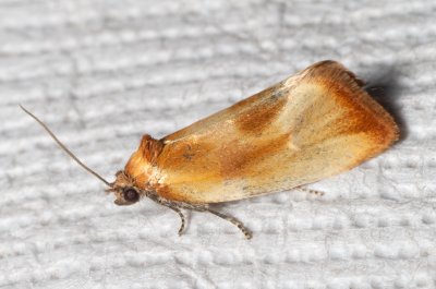 Eulia ministrana (obaleč stínovaný)