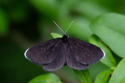 Odezia atrata (černokřídlec smuteční)