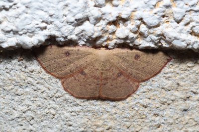 Cyclophora puppillaria (očkovec očkovaný)