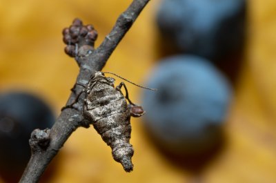 Agriopis bajaria (tmavoskvrnáč třešňový)