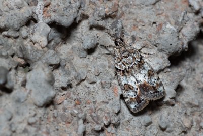 Anarpia incertalis (-)