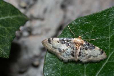 Idaea filicata (žlutokřídlec černoskvrnný)