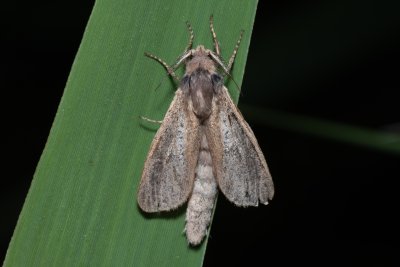 Phragmataecia castanea (drvopleň rákosový)