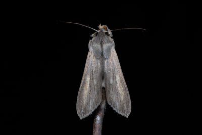 Cucullia umbratica (kukléřka mléčová)